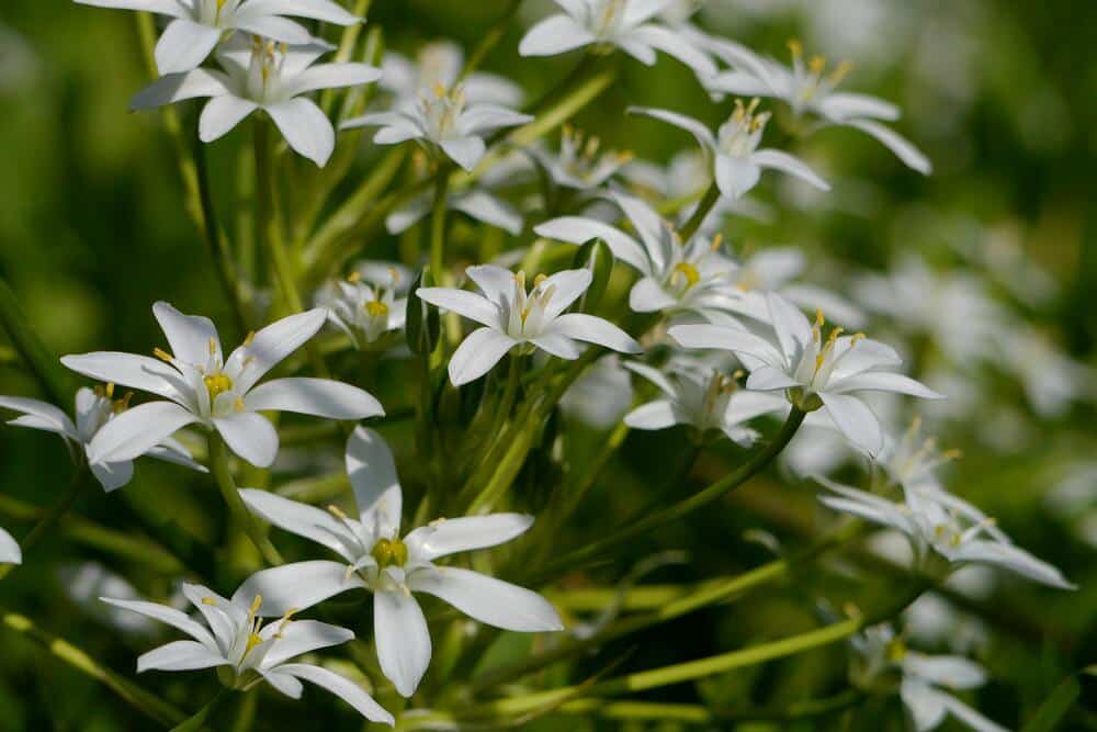 quelle fleurs de Bach prendre?