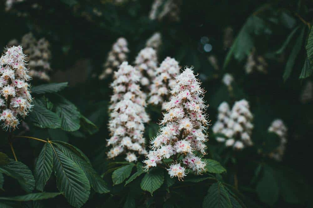 Fleurs de Bach marronnier blanc